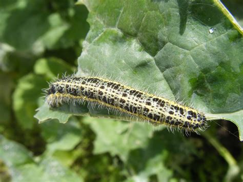 21stcenturynaturalist: Local Evolution in the Large White Butterfly