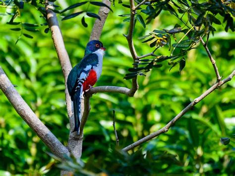 Cuban Trogon: The National Bird of Cuba - A-Z Animals