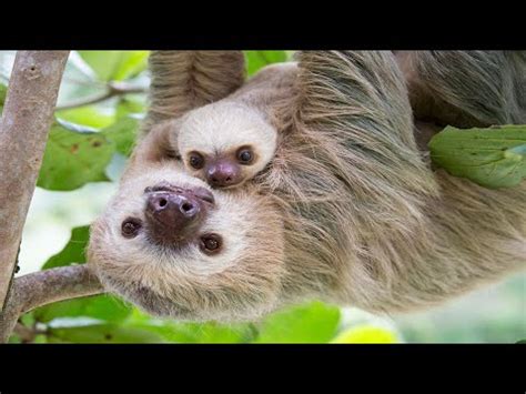 Sloth Mom And Baby - YouTube