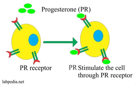 Progesterone Receptor (PR) For Breast Neoplasm – Labpedia.net