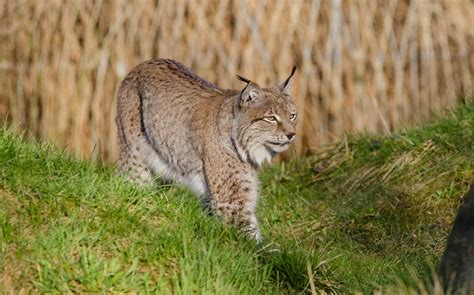 Lynx Rufus Cat Hybrid