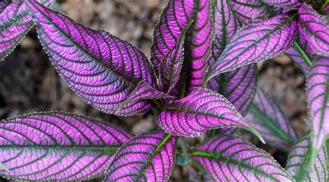 46 Plants With Purple Leaves for Indoor & Outdoor Gardens