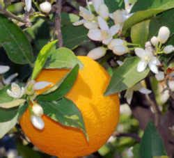 Florida State Flower: Orange Blossom