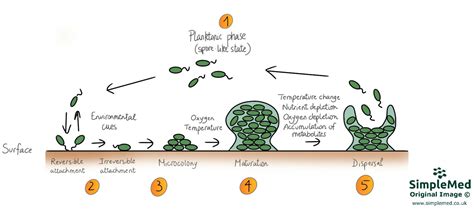 3. Biofilms - SimpleMed - Learning Medicine, Simplified