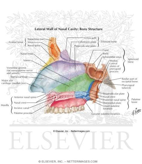 Lateral Wall of Nasal Cavity: Bony Structure