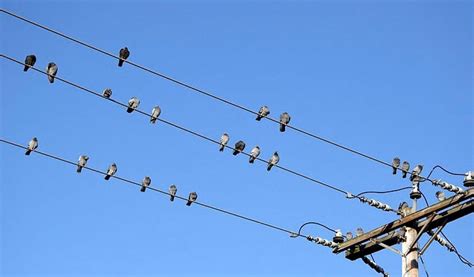 Why Do Birds Sit on Power Lines? - Discover 10 Reasons Why