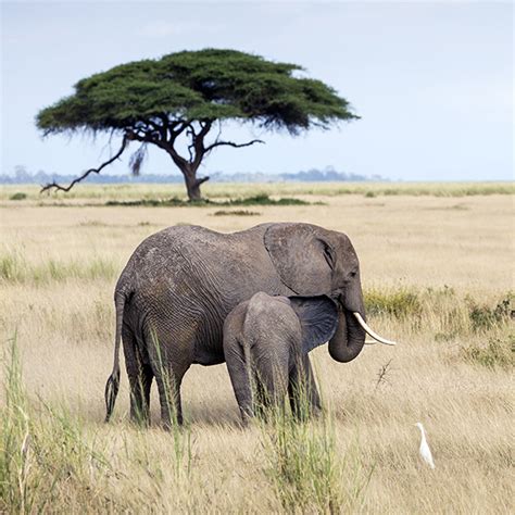 Mike Longhurst Photography: Elephants, Amboseli 3