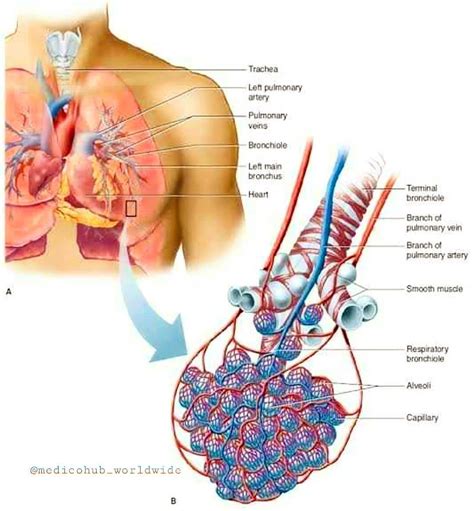 Lung Parenchyma - Lung Parenchyma Of Patient Image Eurekalert Science News Releases : We did not ...