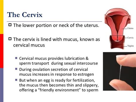 Female reproductive system