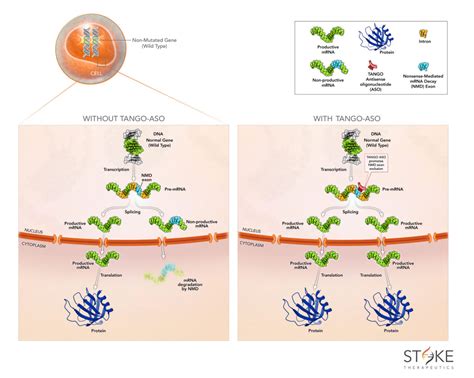 Making medicines out of pre-mRNA splicing modulators - Oligonucleotide Therapeutics Society