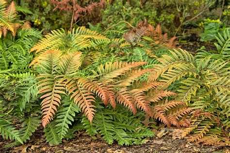 Grow Foolproof Ferns in Your Shade Garden - Birds and Blooms