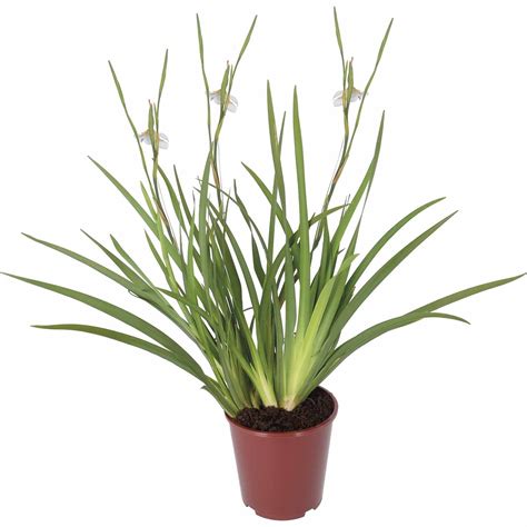 Dietes grandiflora 2 Litre | Mitre10