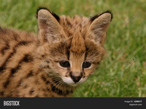 Wild Baby Serval Image & Photo (Free Trial) | Bigstock