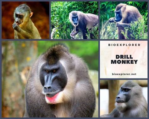 Drill Monkey Characteristics | Mandrillus leucophaeus Diet & Facts