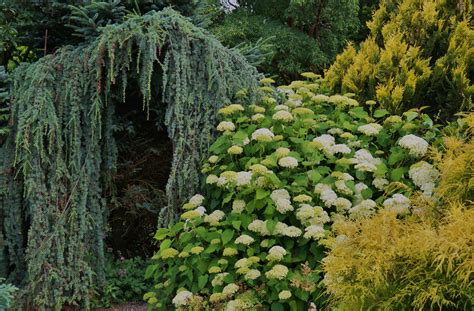 Photo #49328 | Cedrus atlantica 'Glauca Pendula' | plant lust