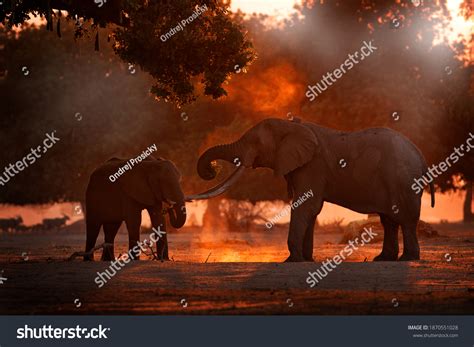 Africa Sunrise Elephant Feeding Tree Branch Stock Photo 1870551028 ...