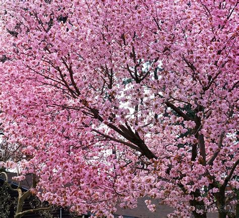 樱花 樱花树 春 鲜花 树 花 粉红色 花的 自然 花园图片免费下载 - 觅知网