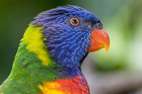 Parrot Mountain and Gardens Reviews | U.S. News Travel