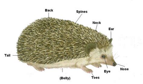 Gary Ralphs Industry Exercises Project: Hedgehogs Anatomy