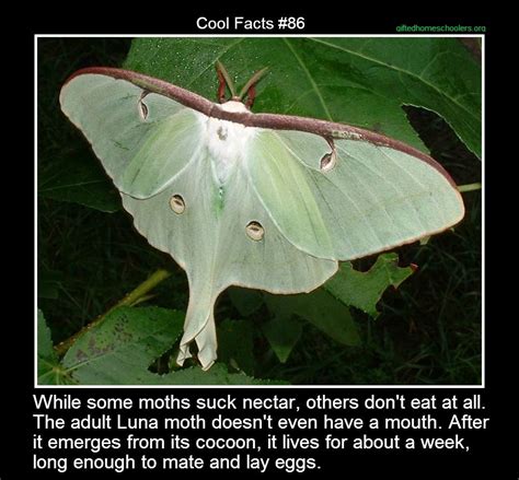 Cool facts #86 For more info: http://www.ouramazingplanet.com/3250-moth-week-facts.html | Moth ...