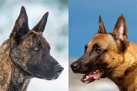 Belgian Malinois Vs Dutch Shepherd: What's The Difference? • helloBARK!