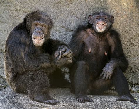 Chimp Family Portrait, Zoo Miami. | pedro lastra | Flickr