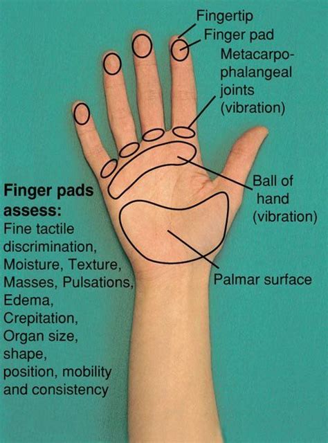 Image result for parts of the hand used in palpation (With images) | Nursing flashcards, Nursing ...