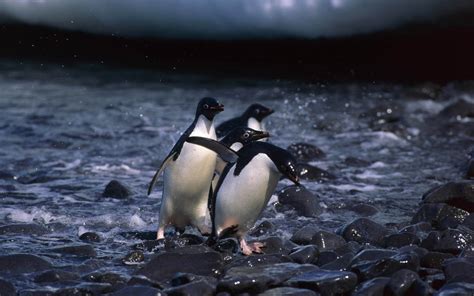 vertebrate, arctic, ice, focus on foreground, flightless Bird, beak ...