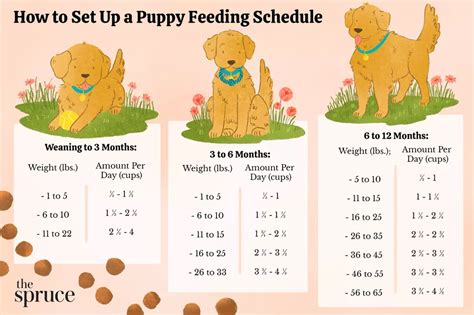 The Right Feeding Schedule for Puppies | Puppy feeding schedule, Puppy schedule, Puppy shot schedule