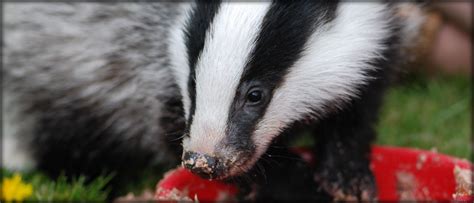 The Staffordshire Badger Conservation Group