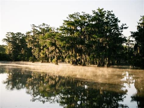 The Atchafalaya Basin | Atchafalaya National Heritage Area in 2021 | Heritage, National, Natural ...