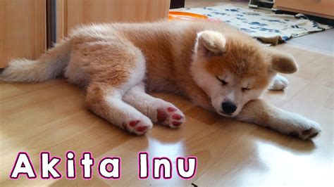 AKITA INU - The Life Of A Japanese Akita Puppy | 秋田犬 - YouTube