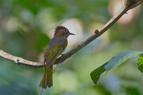 Beautiful bulbul birds stock photo. Image of eater, color - 234579944