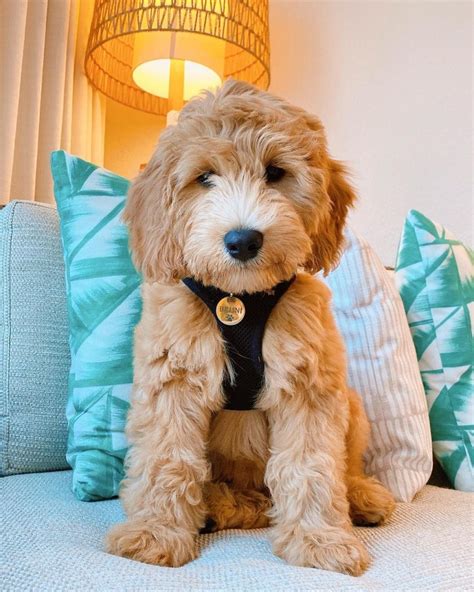 The F2B Goldendoodle: Getting To Know This Teddy Dog