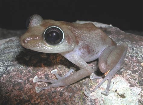 Puerto Rico's Most Adorable Frogs Live in Caves and Fight Like 'Gummy Bears' - Atlas Obscura