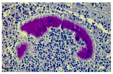 Veterinary Sciences | Free Full-Text | Infection Due to Actinobacillus lignieresii in Cattle ...