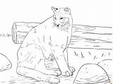 Cougar Coloring Pages sketch template