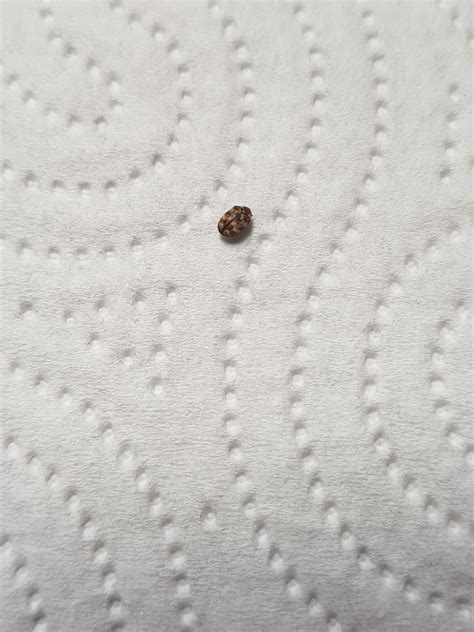 Tiny bugs found in pantry of house I just moved into. Does anyone know ...