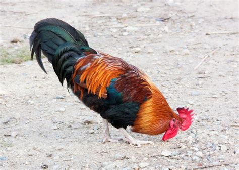 cockerell | Animals, Birds, Rooster