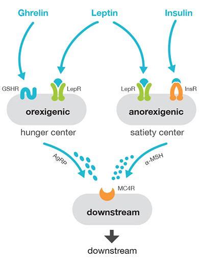 Melanocortin 4 receptor - Alchetron, the free social encyclopedia