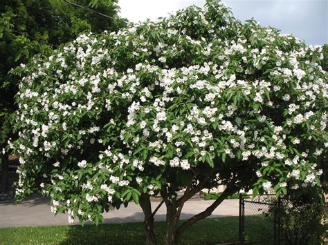 Online Plant Guide - Cordia boissieri / Texas Wild Olive