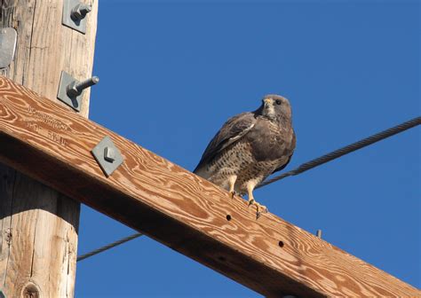 Swainson's Hawk - East Cascades Audubon Society