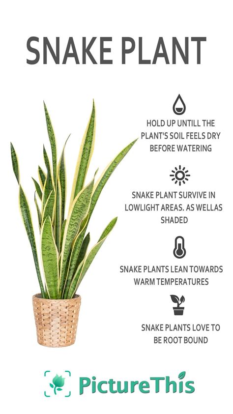 Snake plant quick care tips – Artofit