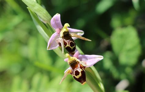 ORCHID TOURS TO MONTENEGRO - Living in Montenegro :)