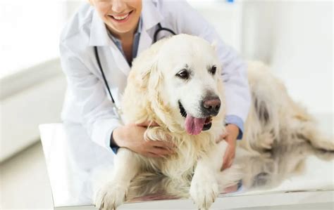 Dermatology | Veterinarian in Downey, CA | Firestone Animal Hospital