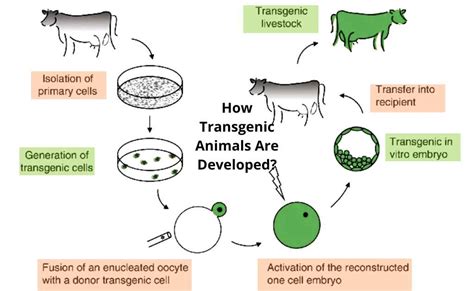 What are Transgenic Animals?-Applications and Developing Techniques