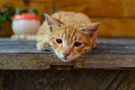 What Is Pancreatitis in Cats? | PetGuide