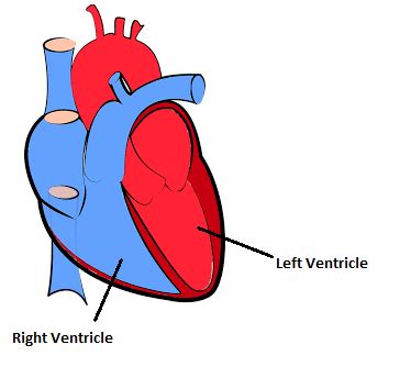 The lower chambers of the heart which pump blood with maximum pressure ...