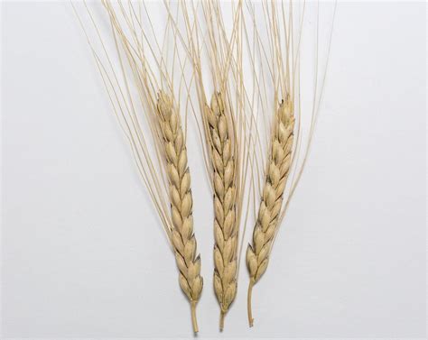 Wheat (Emmer) - Emmer – Prairie Garden Seeds