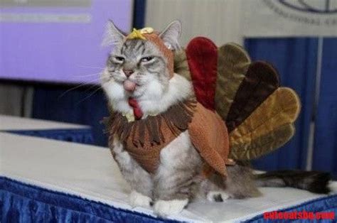 I Am Thankful For Cats | Happy thanksgiving memes, Happy cat, Cats and kittens